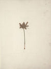 Mariscus cyperoides (L.) O. Kuntze (Sedge)