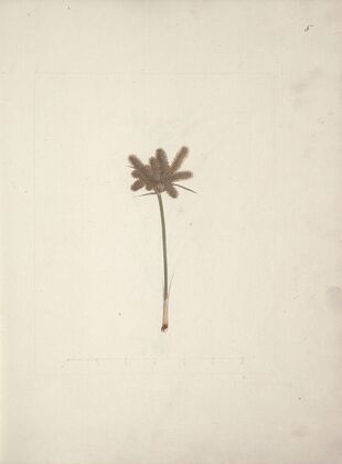 Mariscus cyperoides (L.) O. Kuntze (Sedge)