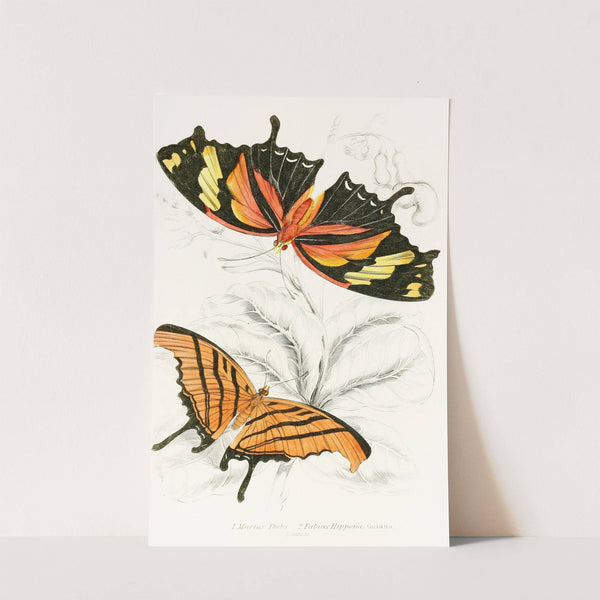 Marius Thetis, Fabius Hippona by James Duncan