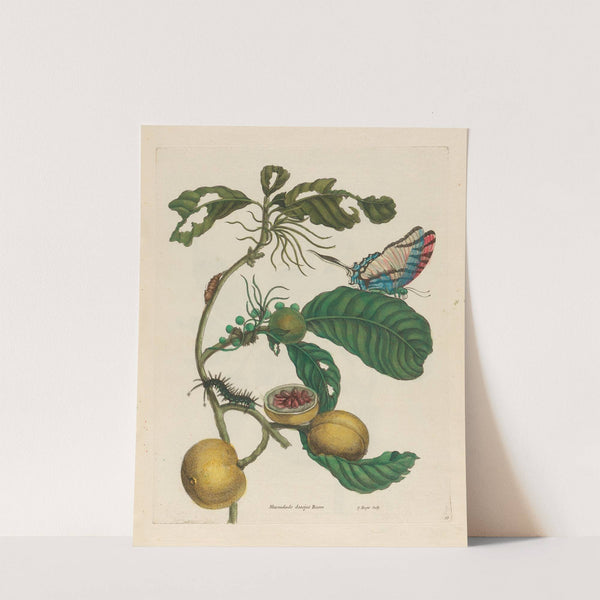 Marmelade doosjes Boom (1719) by Maria Sibylla Merian