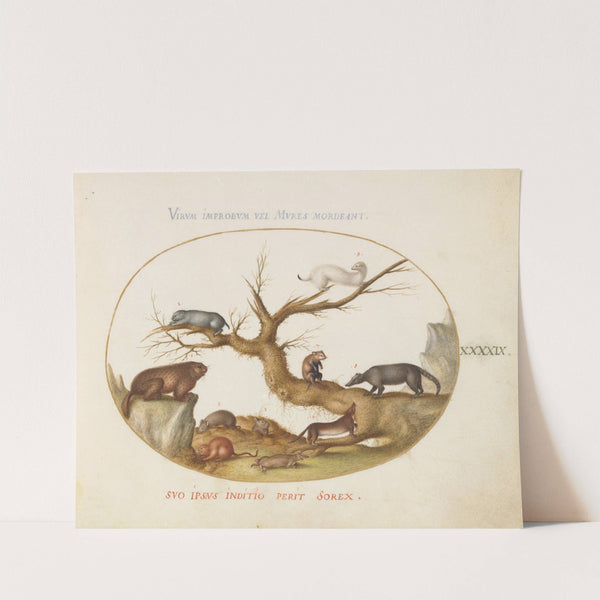 Marmot, Hamsters, Rat, Field Mouse, Shrew, and a Coatimundi (1575-1590) by Joris Hoefnagel