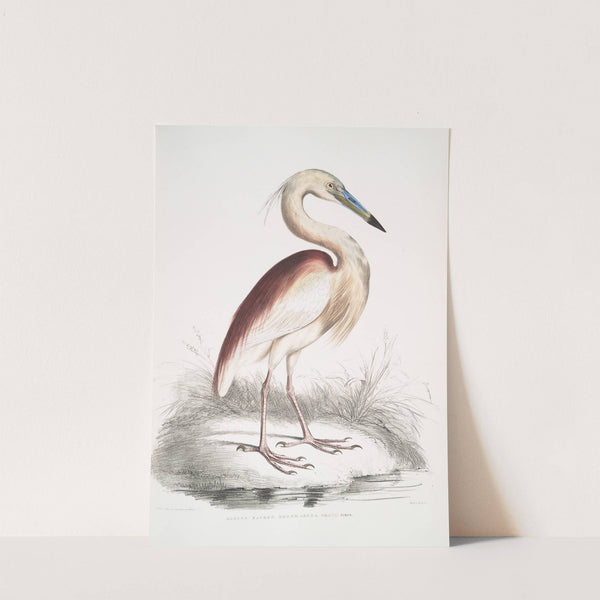 Marone Backed Heron, Ardea Grayii. by John Edward Gray