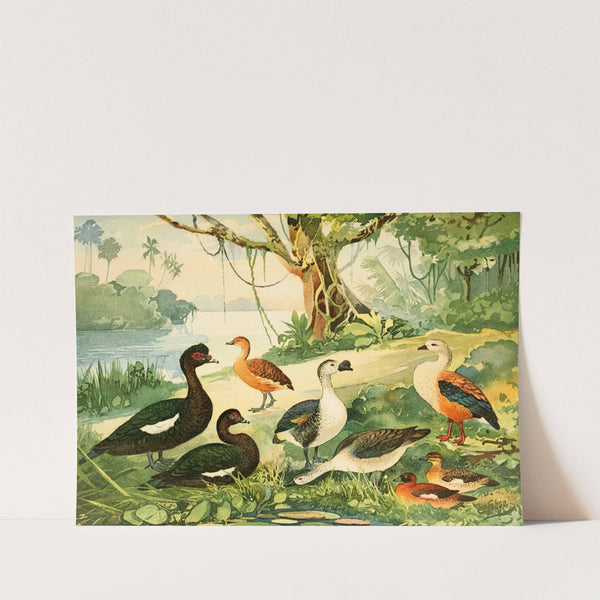 Marrecão, Patos, Marrecas by Emil August Göldi