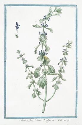 Marrubiastrum vulgare. (enlarged version, of Ironwort)