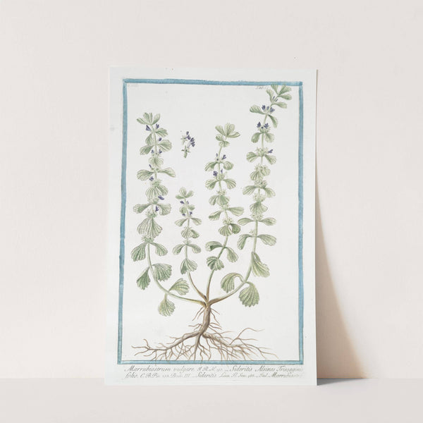 Marrubiastrum vulgare - Sideritis Alsines Trissaginis folio - Sideritis - Marrubiastro. (Ironwort) by Giorgio Bonelli