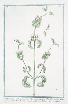Marrubium album, folio subrotundo, caulibus, et foliis albo tomento, quasi xylino obsitis, Mali Apü odore – Marrubio bianco – Marrube. (White Horehound)
