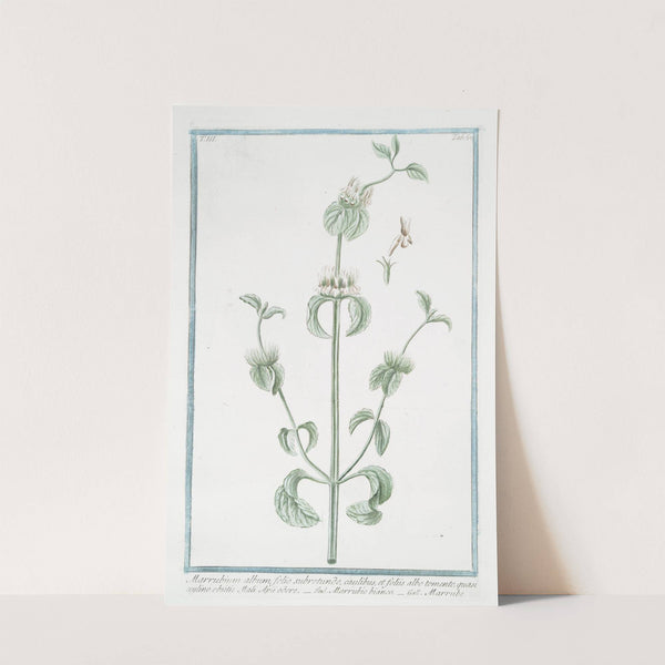 Marrubium album, folio subrotundo, caulibus, et foliis albo tomento, quasi xylino obsitis, Mali Apü odore - Marrubio bianco - Marrube. (White Horehound) by Giorgio Bonelli