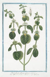 Marrubium album vulgare – Marrubio bianco, e Orassio – Marrube. (White Horehound)