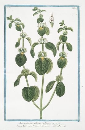 Marrubium album vulgare – Marrubio bianco, e Orassio – Marrube. (White Horehound)