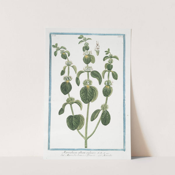 Marrubium album vulgare - Marrubio bianco, e Orassio - Marrube. (White Horehound) by Giorgio Bonelli