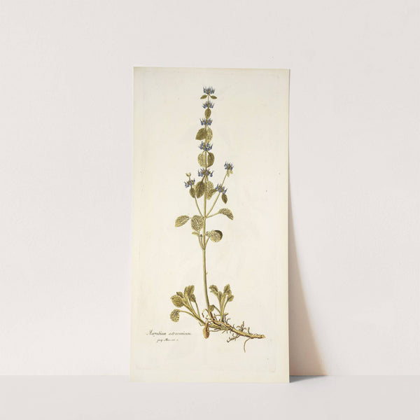 Marrubium astracanicum by Nikolaus Joseph Freiherr von Jacquin