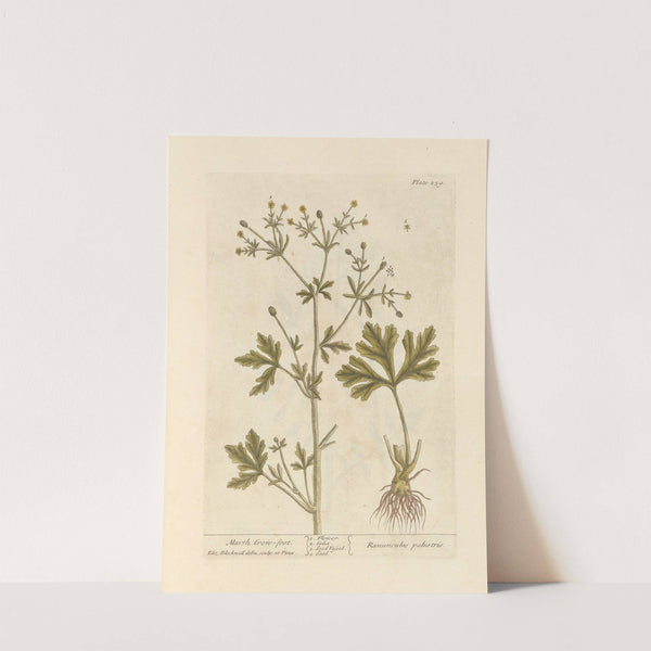 Marsh crow-foot (1739) by Elizabeth Blackwell