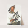 Marsh hawk by John James Audubon