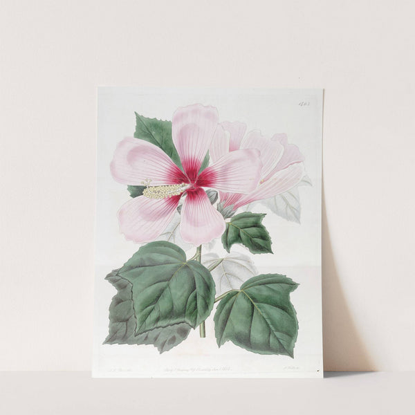Marsh Hibiscus (1815-1819) by Sydenham Edwards