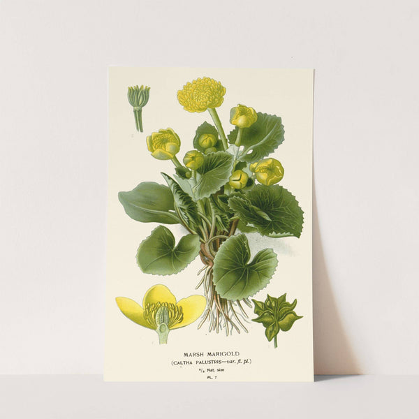 Marsh Marigold (1896-1897) by Edward Step