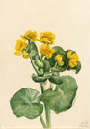Marsh Marigold (Caltha palustris) (1924)