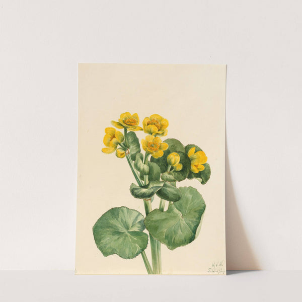 Marsh Marigold (Caltha palustris) (1924) by Mary Vaux Walcott