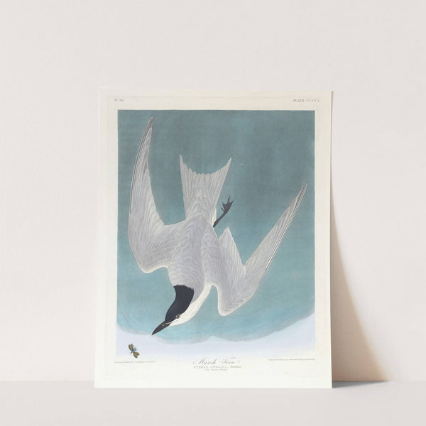 Marsh tern by John James Audubon