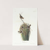 Marsh wren by John James Audubon