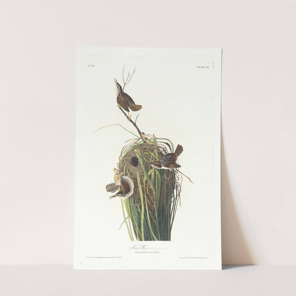 Marsh wren by John James Audubon