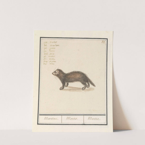Marter (Martes) Maertere. Martes. Martre. (1596-1610) by Anselmus Boëtius de Boodt