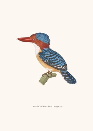 Martin-Chasseur Mignon