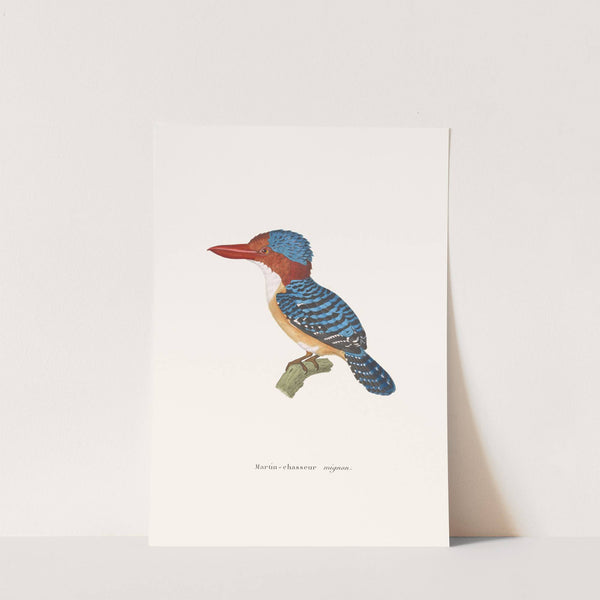 Martin-Chasseur Mignon by Coenraad Jacob Temminck