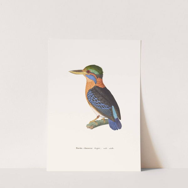 Martin-Chasseur Trapu. by Coenraad Jacob Temminck