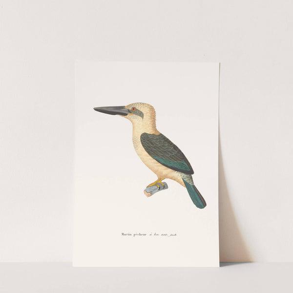 Martin-Pécheur A Bec Noir. by Coenraad Jacob Temminck