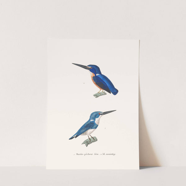 Martin-Pécheur Biru by Coenraad Jacob Temminck