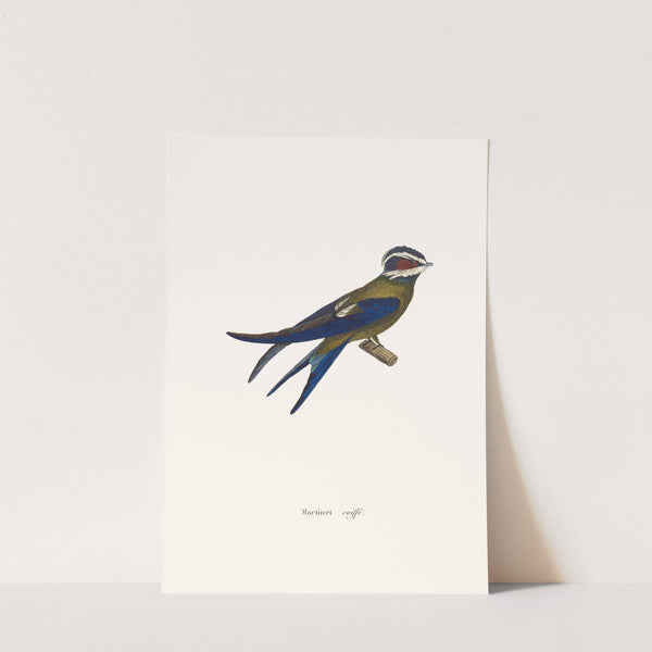 Martinet Coiffé by Coenraad Jacob Temminck