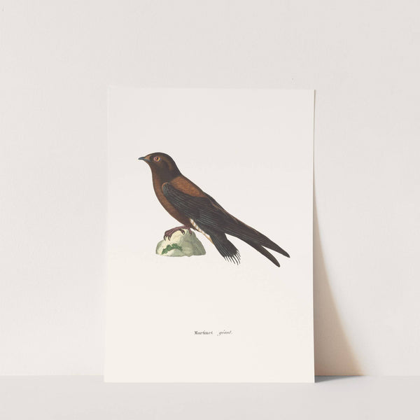 Martinet Géant. by Coenraad Jacob Temminck