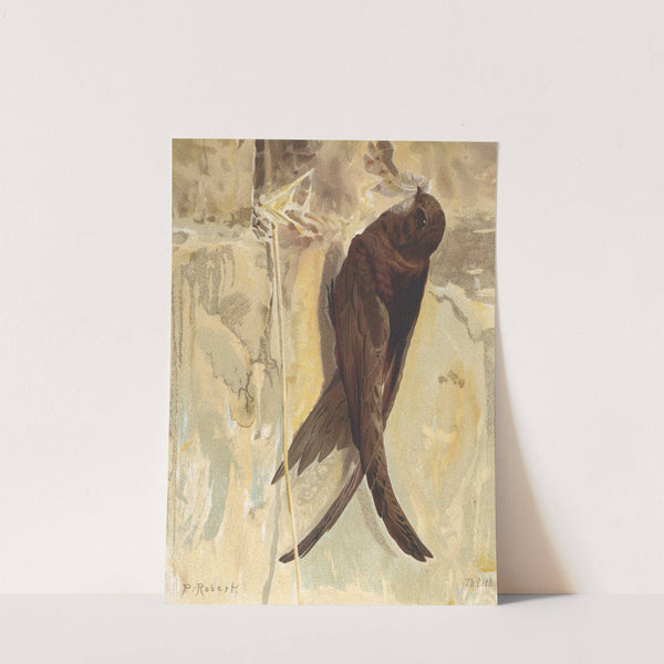 Martinet Noir by Léo-Paul Robert