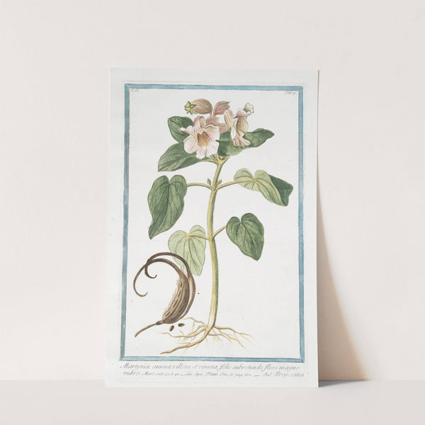 Martynia annua villosa et viscosa, folio subrotundo, flore magno rubro - Proposcitea. (Horn-capsuled Martynia, Common Unicorn Plant, Common Devil's Claw, Ram's Horn, Proboscis Flower, by Giorgio Bonelli