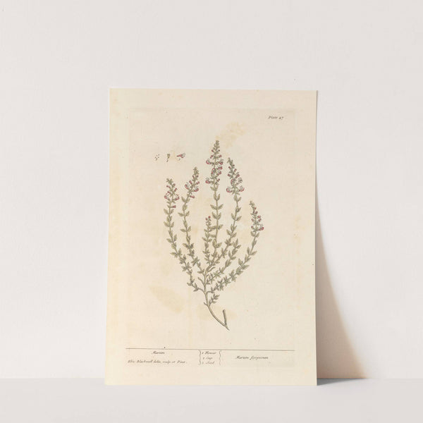 Marum (1739) by Elizabeth Blackwell