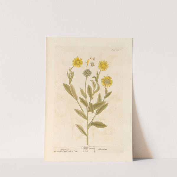 Mary golds (1739) by Elizabeth Blackwell