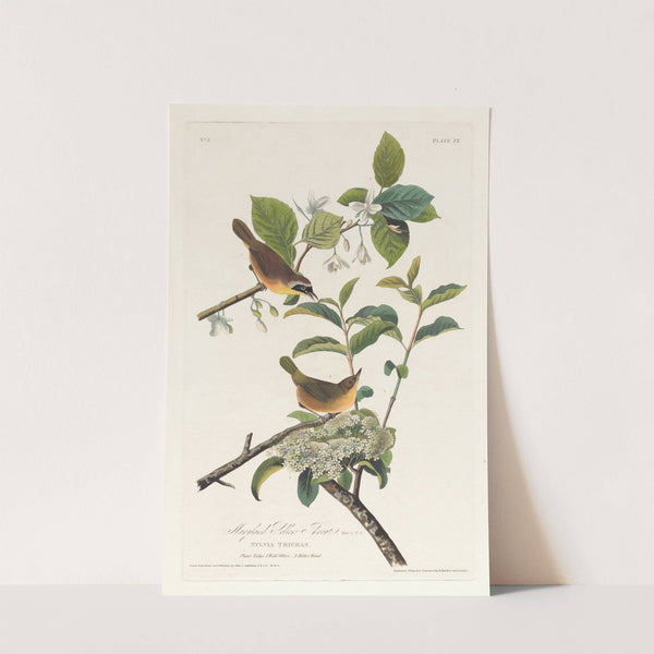 Maryland yellow throat by John James Audubon