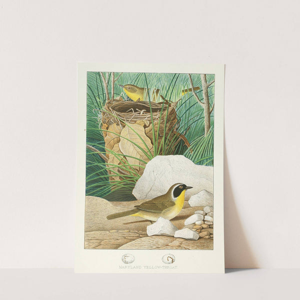 Maryland Yellow-throat (1882) by Edwin L. Sheppard