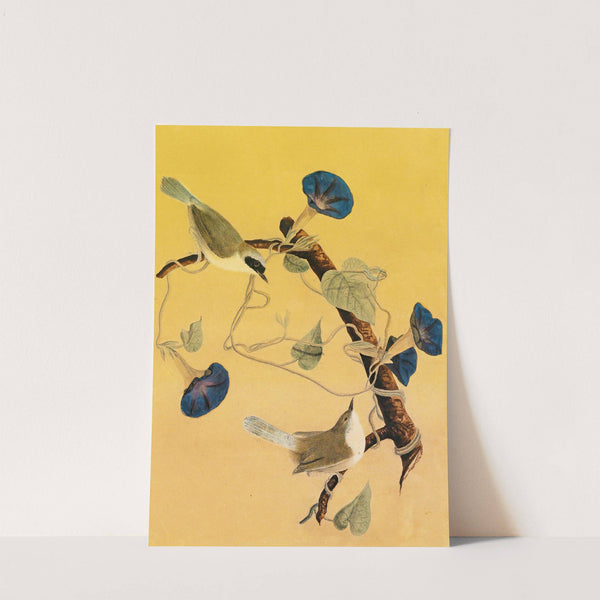 Maryland Yellowthroats by John James Audubon