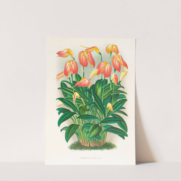 Masdevallia ignea by Jean Jules Linden