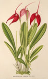 Masdevallia Lindeni