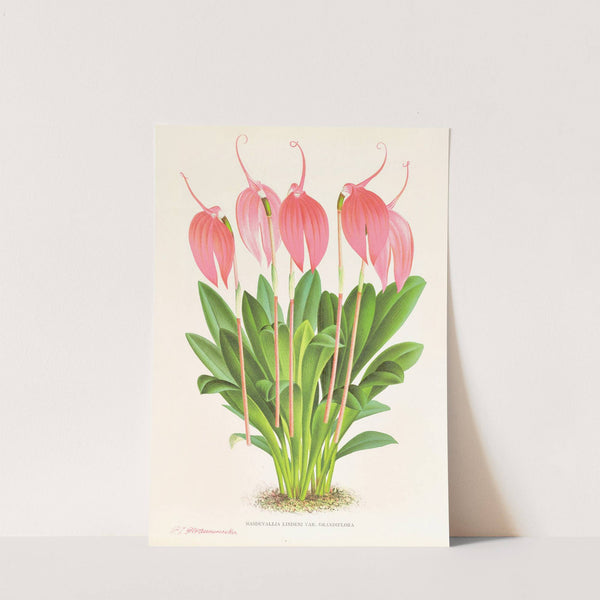 Masdevallia lindeni var grandiflora by Jean Jules Linden