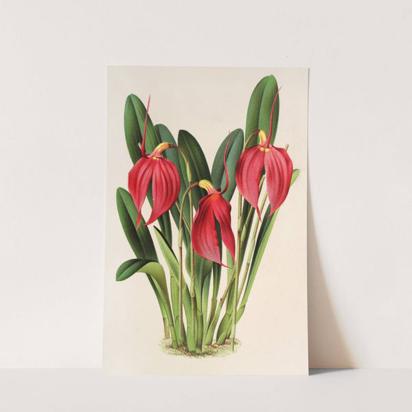 Masdevallia Lindeni, var. Harryana by Charles Antoine Lemaire