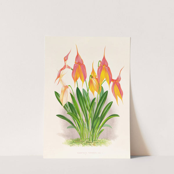 Masdevallia veitchiana by Jean Jules Linden