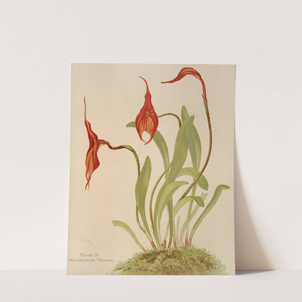 Masdevallia Veitchii by Harriet Stewart Miner