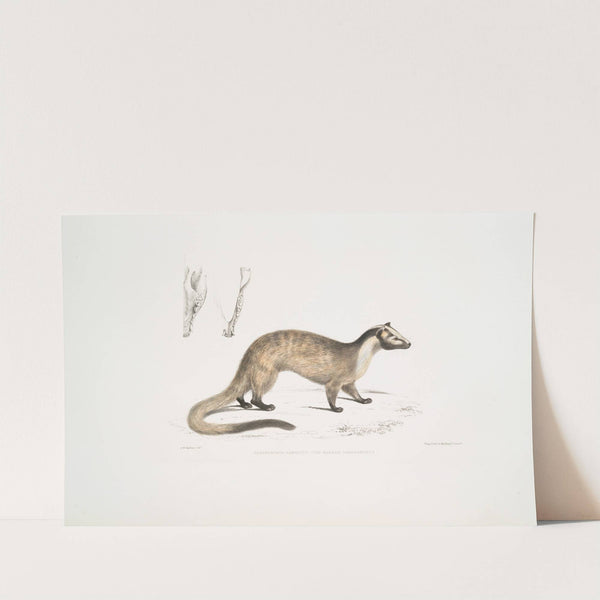 Masked Paradoxurus, Paradoxurus (Viverra) Larvatus. by John Edward Gray
