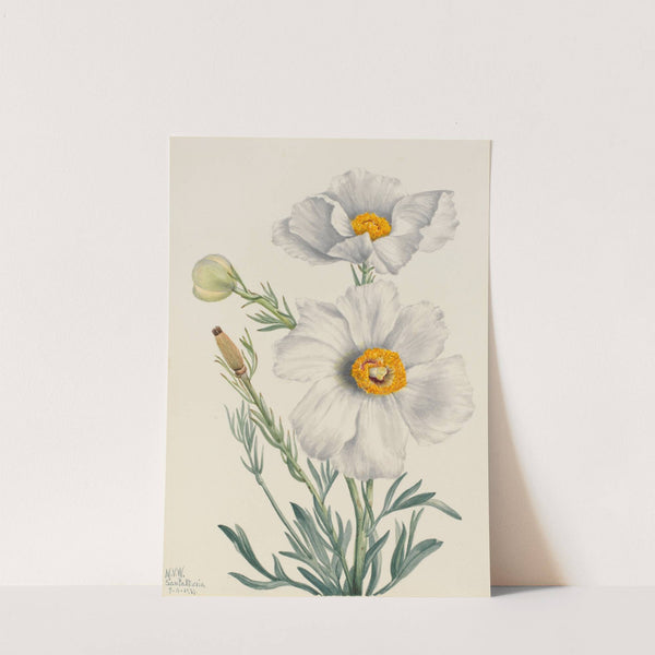 Matilija Poppy (Romneya coulteri) (1931) by Mary Vaux Walcott