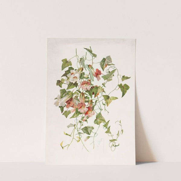 Maurandia (1885) by Alois Lunzer