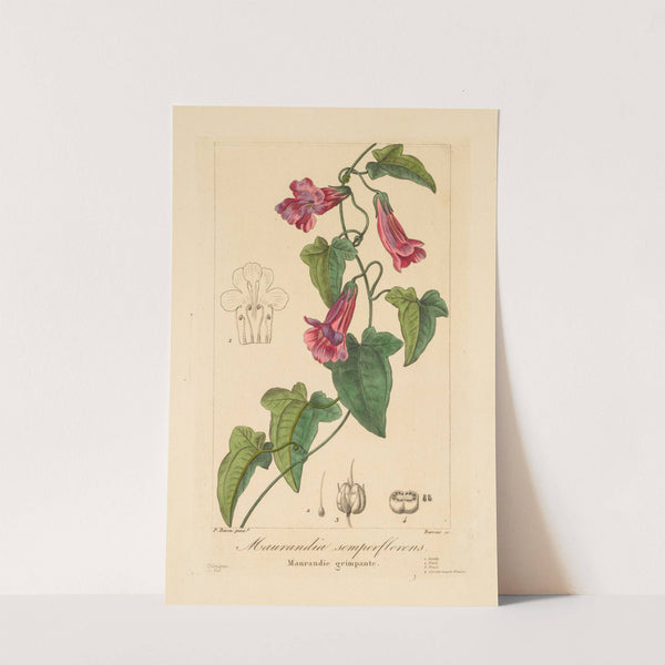 Maurandia semperflorens (1836) by Pancrace Bessa