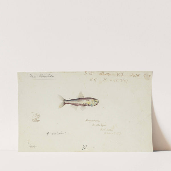 Maurolicus muelleri (1870) by Frank Edward Clarke